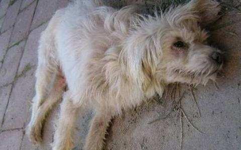 犬瘟狗狗摇头不止，怎么办（以宠物为主）