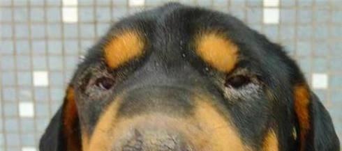 犬瘟狗狗摇头不止，怎么办（以宠物为主）