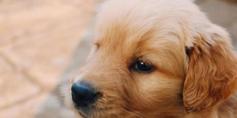 以犬瘟康复为主——宠物主人必读的一篇文章（什么情况下代表好转）