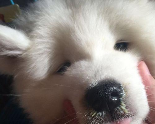以犬瘟康复为主——宠物主人必读的一篇文章（什么情况下代表好转）