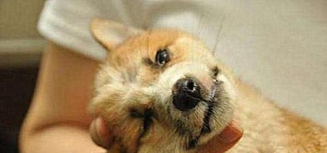 如何使用安乐死药物对待宠物犬（人性安乐死药物的作用与操作方法）