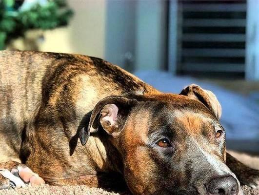 如何使用安乐死药物对待宠物犬（人性安乐死药物的作用与操作方法）