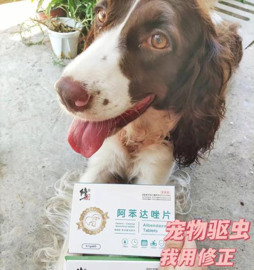 宠物健康（应对狗狗误食驱虫药的正确做法）
