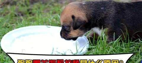 从“人奶”到“宠爱”，羊奶粉的成长之路（从“人奶”到“宠爱”）