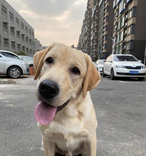 人家拉布拉多会不会咬人（探究拉布拉多犬的咬人倾向及预防方法）