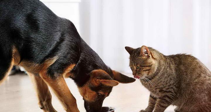 如何防止宠物猫钻入脏地方（教你五招让猫咪远离脏乱环境）