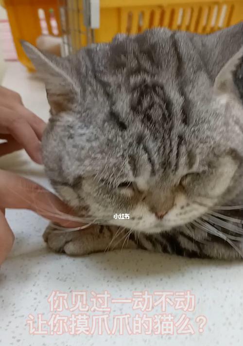 如何防止宠物猫钻入脏地方（教你五招让猫咪远离脏乱环境）
