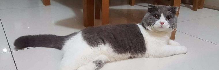 如何防止宠物猫钻入脏地方（教你五招让猫咪远离脏乱环境）