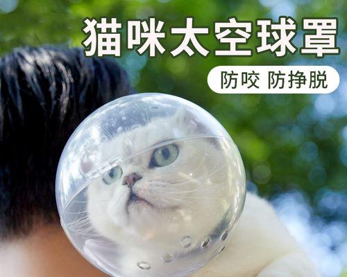 如何正确抓猫咪，轻松避免被咬（掌握正确的方式）