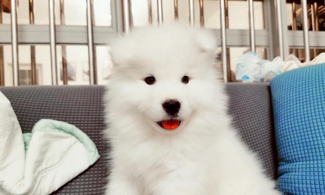 以萨摩犬拉肚子该吃什么药（宠物的健康需要妥善呵护）