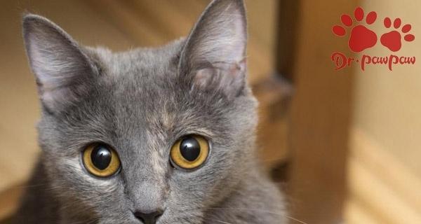 小猫为何会浑身发抖（探究宠物猫出现颤抖的原因及解决方法）