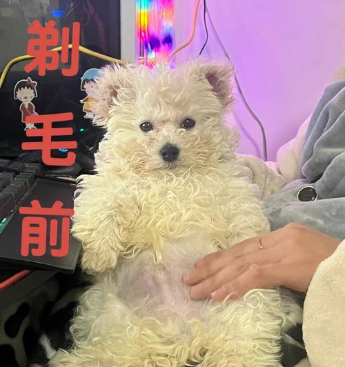 为什么要给小狗剃胎毛（宠物的健康需要从胎毛开始）