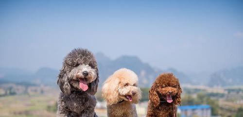 为什么幼犬不喜欢主人抱（探究宠物幼犬不喜欢被抱的原因及应对方法）
