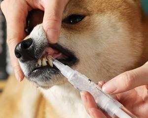幼犬口臭问题解决方法（以宠物为主）