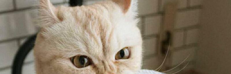 探秘猫咪嘴巴臭味的原因（揭开宠物口臭的神秘面纱）