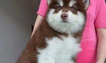 五个月阿拉斯加幼犬多重乐趣（探秘养育）
