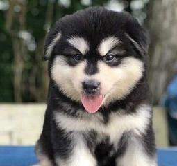 五个月阿拉斯加幼犬多重乐趣（探秘养育）