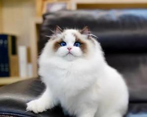 以宠物为伴，挑选适合自己的猫咪是关键（以西伯利亚猫和布偶哪个好养）
