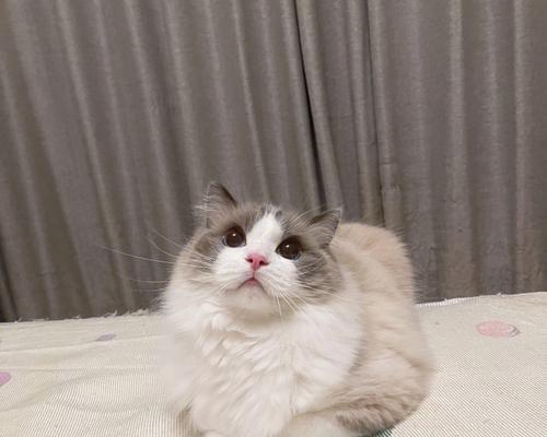 以宠物为伴，挑选适合自己的猫咪是关键（以西伯利亚猫和布偶哪个好养）