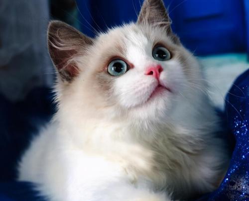 以西伯利亚森林猫串布偶的后代作为宠物的适宜性（探究混血猫对家庭的适应性和养护方法）