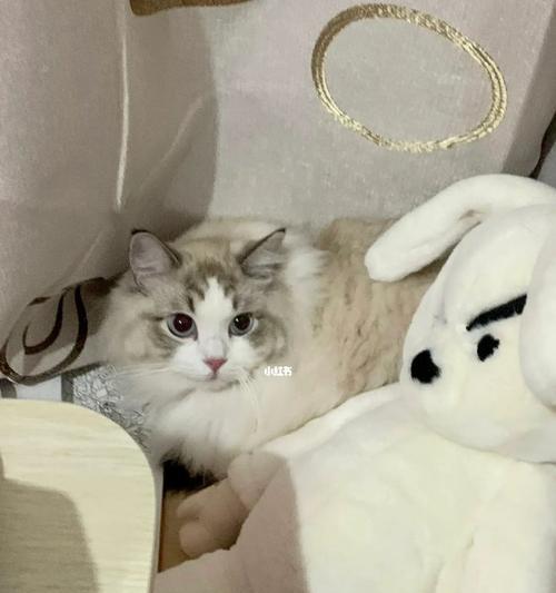 夏季猫咪不吃饭，该如何解决（宠物主人必看）