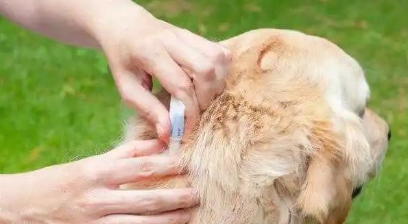 夏天狗狗体外驱虫能管多少天（宠物健康需注意的体外驱虫时间）