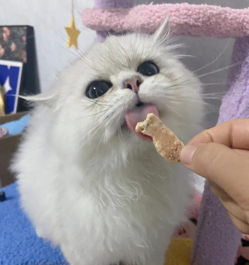 夏天猫咪不吃东西（如何让宠物猫在炎热的夏天保持健康的饮食习惯）