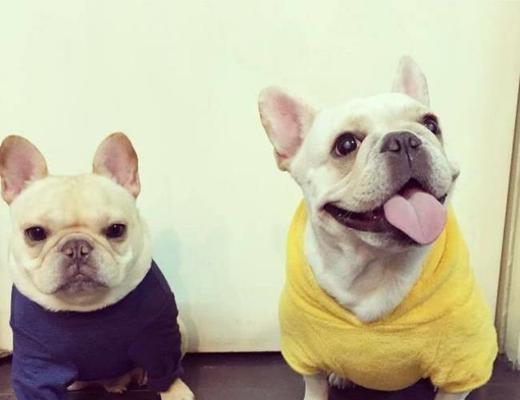 「像球一样的小狗——探寻小型宠物犬的魅力」（拥有一只可爱的球状小狗）