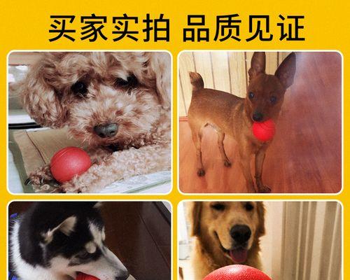 宠物小狗被大狗咬肿，你需要知道的急救方法（小狗被大狗咬伤后的急救措施和预防方法）