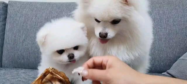 小狗吃变质狗粮的危害（为了宠物的健康）