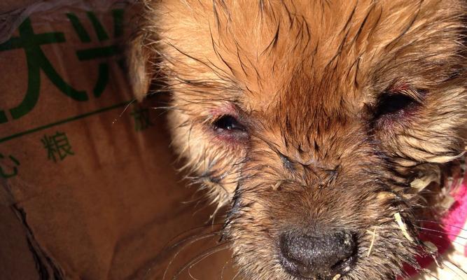 小狗得了犬瘟拉稀，怎么办（以宠物为主）