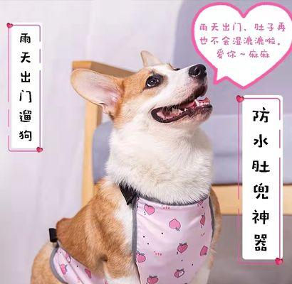 失踪的小狗该怎么找回来（寻找宠物的5个有效方法）