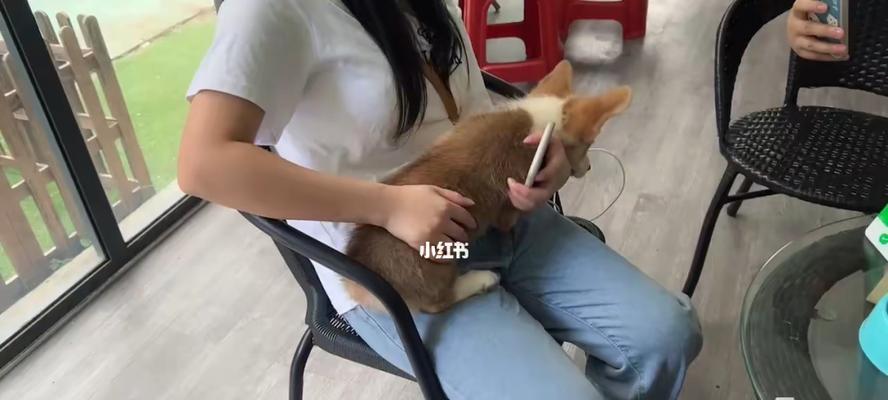 失踪的小狗该怎么找回来（寻找宠物的5个有效方法）