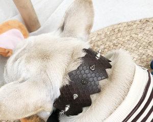 多大的小狗可以带项圈（宠物犬的成长期与项圈使用建议）