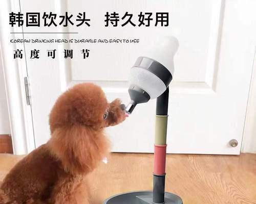 小狗不肯喝水，主人应该怎么办（狗狗为什么不喝水）