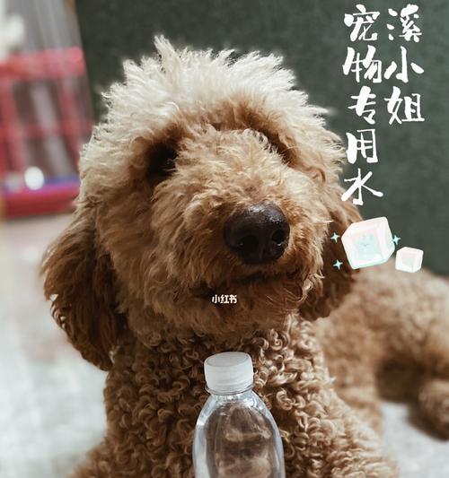 小狗不肯喝水，主人应该怎么办（狗狗为什么不喝水）