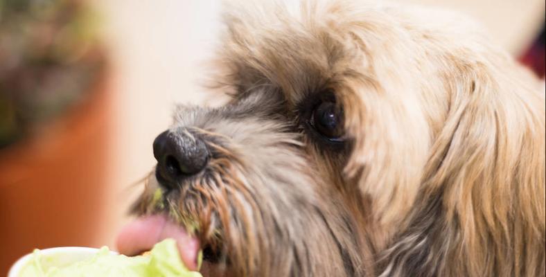 小狗狗误食巧克力怎么办（紧急处理方法、宠物主人应知的常识）