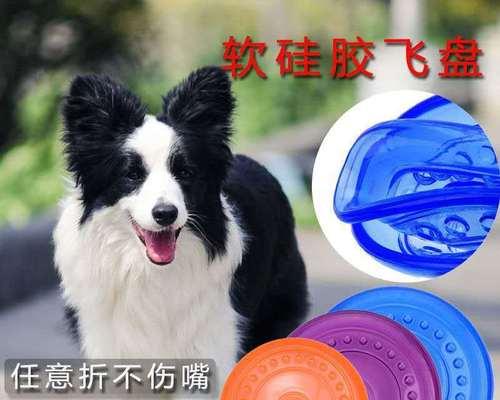 如何训练小狗狗金毛成为听话懂事的宠物（从基础训练到高级技巧）