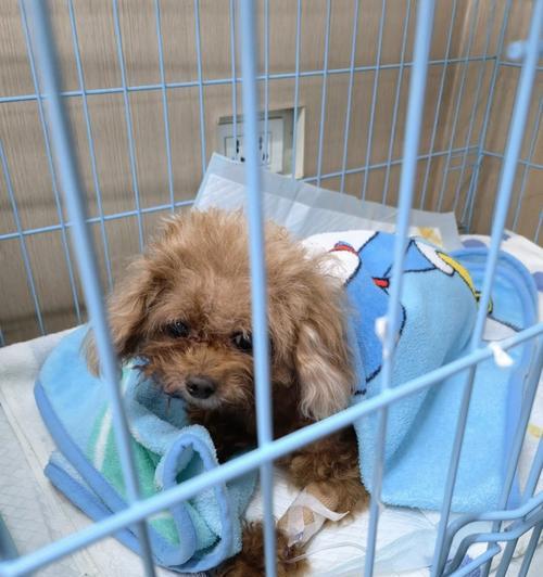 小狗狗的打针时间表（掌握打针时间）