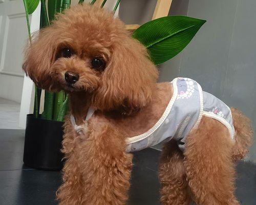 小狗来月经了能洗澡吗（宠物护理的注意事项）
