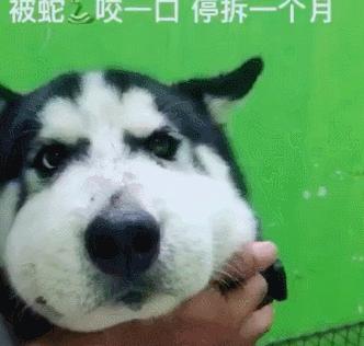 如何处理宠物小狗脸肿问题（宠物小狗脸肿的原因和治疗方法）