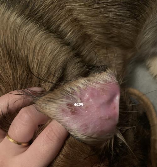 从宠物身体护理、饮食、环境卫生着手预防皮肤病（从宠物身体护理）