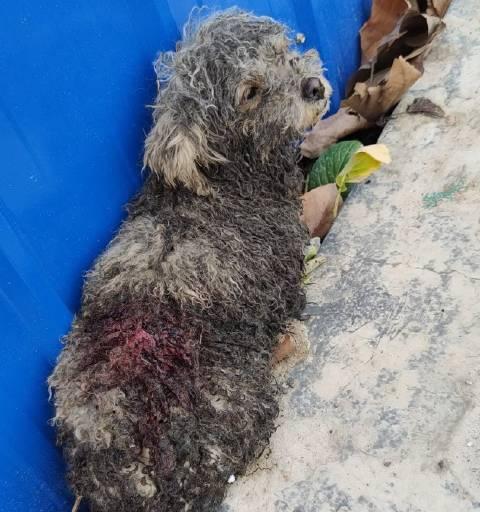 小狗去世后该如何处理（关于宠物死亡的情感与处理）