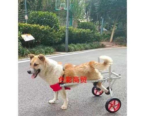 小狗瘫痪了拉屎怎么办（从日常护理到康复训练）