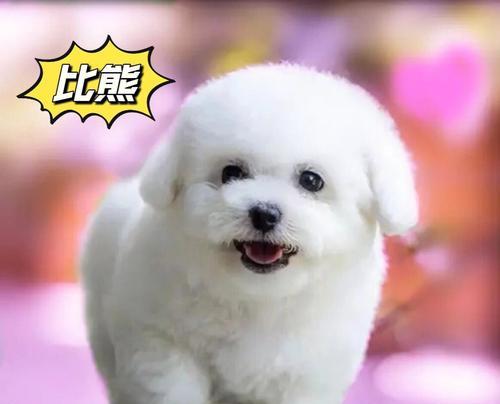 小狗为什么老是叫（探究小狗叫声的原因）