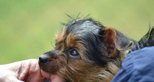 宠物狗患狂犬病的可能性有多大（狂犬病的传播途径）