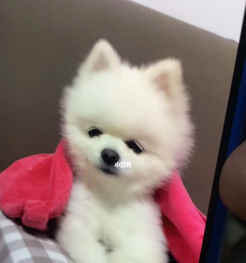 一月龄小狗该如何喂养（以健康为先）
