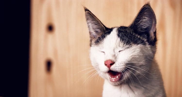 当爱宠成了恐惧——害怕猫的人的心理分析（探寻害怕猫的原因）