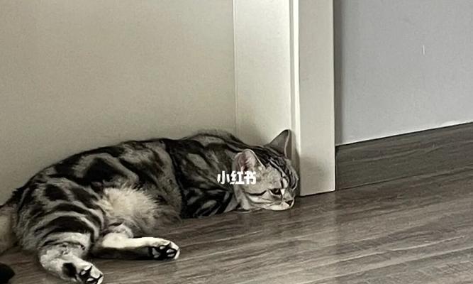 怀孕的猫能否吃鸡蛋（解答宠物主人最关心的问题）