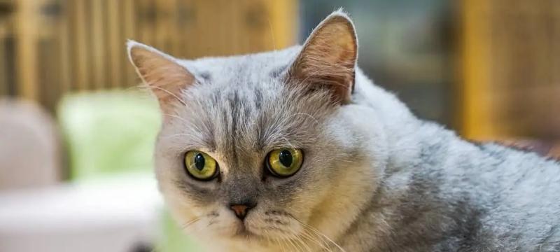 怀孕的猫能否吃鸡蛋（解答宠物主人最关心的问题）